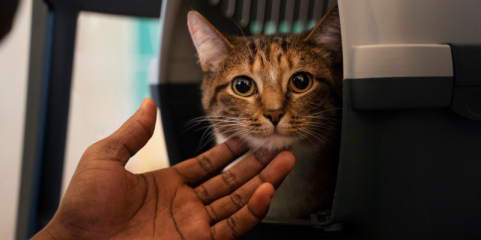 União Europeia atualiza regras para circulação de animais de estimação