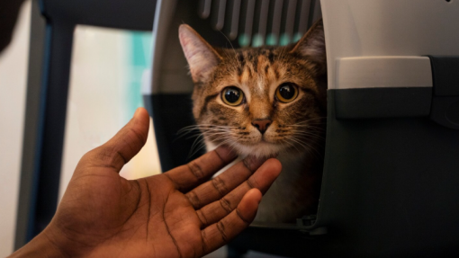 União Europeia atualiza regras para circulação de animais de estimação