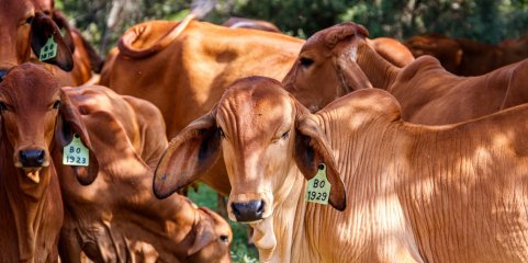 Investigadores encontram bactéria resistente em explorações de gado
