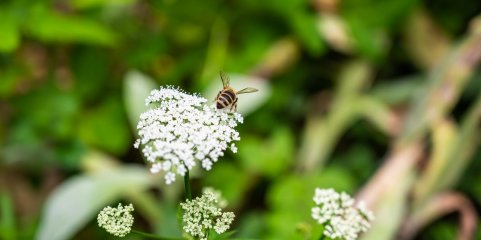 Concentração de pólen na atmosfera vai estar elevada até ao fim do mês