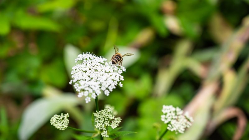 Concentração de pólen na atmosfera vai estar elevada até ao fim do mês