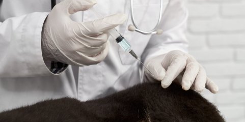 Mais de 84 mil animais vacinados contra a raiva em Timor-Leste