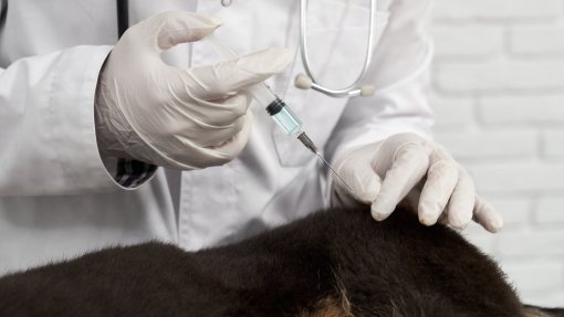 Mais de 84 mil animais vacinados contra a raiva em Timor-Leste