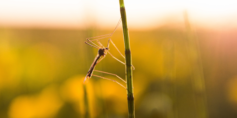 Cerca de 60 mortos por malária na província moçambicana de Niassa este ano