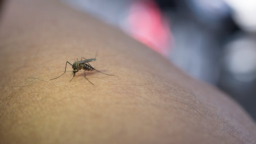 Mosquito transmissor de dengue alarga presença a 28 concelhos do país em 2025