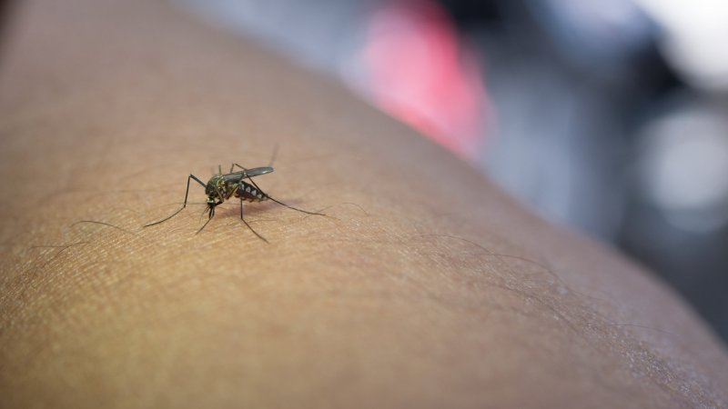 Mosquito transmissor de dengue alarga presença a 28 concelhos do país em 2025