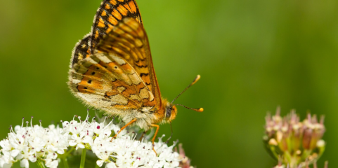 VIMIOSO: PINTA acolhe Primavera em Festa que celebra a biodiversidade