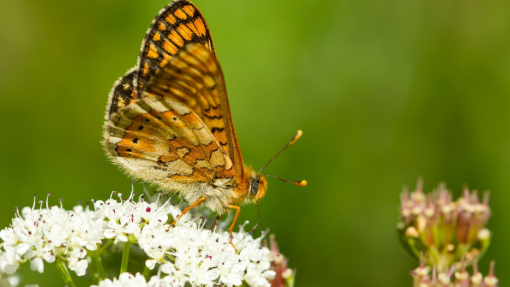VIMIOSO: PINTA acolhe Primavera em Festa que celebra a biodiversidade