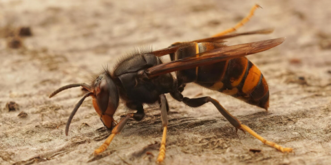 LOUSADA: Câmara promove campanha de combate à vespa velutina