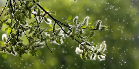 Concentração elevada de pólen na atmosfera a partir de sexta-feira e até 7 de maio