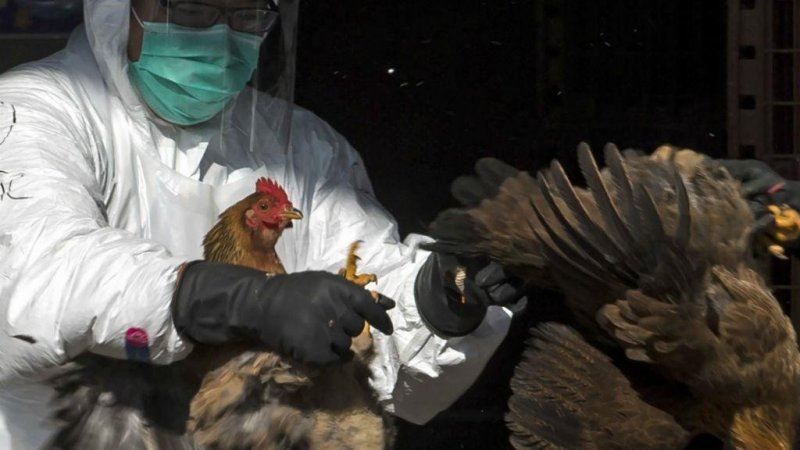 Portugal volta a estar livre da gripe das aves - DGAV