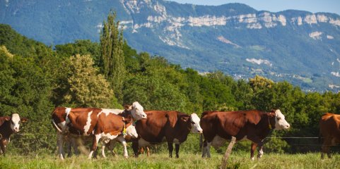 UE veta importações de carne e animais do Brasil por causa de antimicrobianos