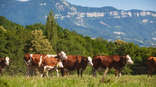 UE veta importações de carne e animais do Brasil por causa de antimicrobianos