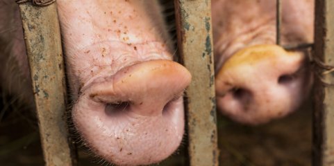 Surtos de peste suína aumentam 76% em porcos na União Europeia em 2025