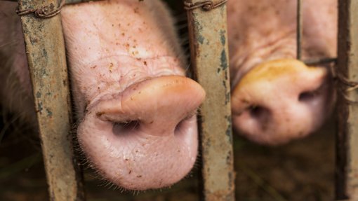 Surtos de peste suína aumentam 76% em porcos na União Europeia em 2025