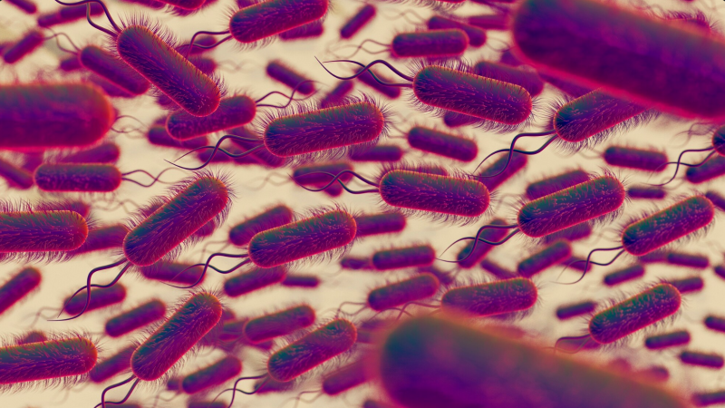 Cientistas descobrem ponto fraco de uma das 15 bactérias mais perigosas para os humanos