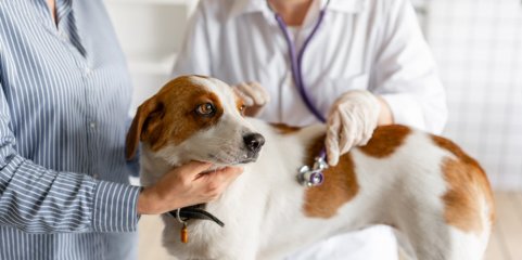 Médicos veterinários lançam petição pela alteração do IVA nos serviços de animais de companhia