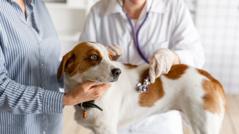 Médicos veterinários lançam petição pela alteração do IVA nos serviços de animais de companhia