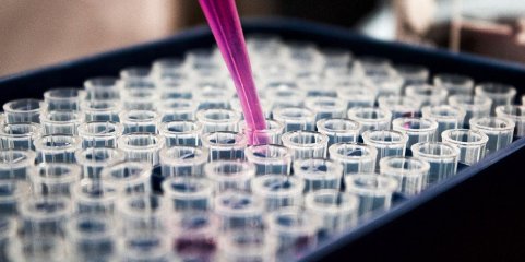 Núcleo Norte da Liga Contra Cancro atribui novas bolsas de investigação clínica