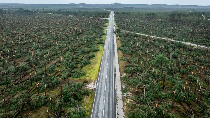 Plano nacional prevê quinhentos milhões por ano até 2030 para restaurar natureza