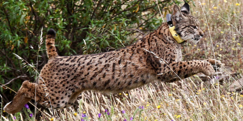 População de lince-ibérico cresceu 95% em quatro anos para 2.663 exemplares