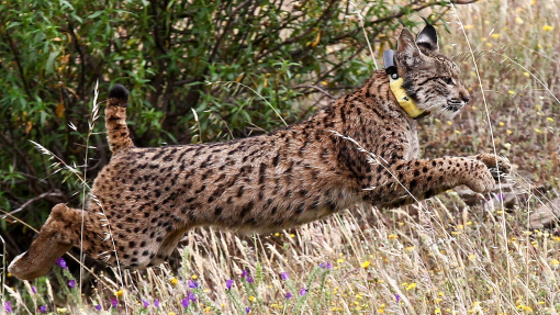População de lince-ibérico cresceu 95% em quatro anos para 2.663 exemplares