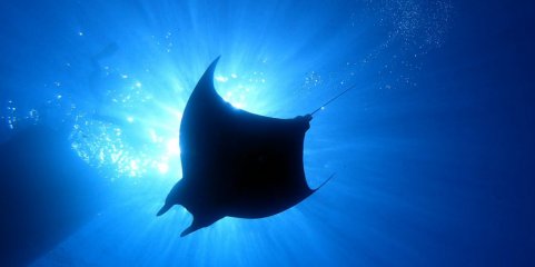 Dia Mundial dos Oceanos alerta para importância das áreas marinhas protegidas