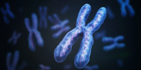 Estudo identifica proteína crucial para diferenças de saúde entre sexos