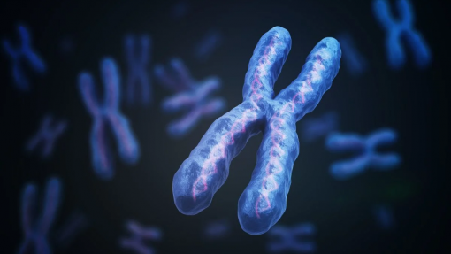 Estudo identifica proteína crucial para diferenças de saúde entre sexos
