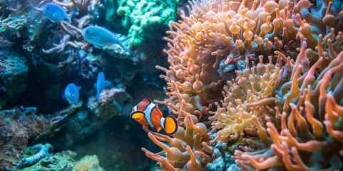 Cientistas identificam 64 mil milhas quadradas de recifes de coral capazes de sobreviver à crise climática