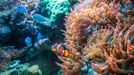 Cientistas identificam 64 mil milhas quadradas de recifes de coral capazes de sobreviver à crise climática