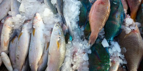 Produção mundial de peixe atinge máximo de 235 milhões de toneladas - FAO