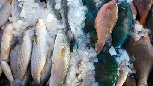 Produção mundial de peixe atinge máximo de 235 milhões de toneladas - FAO