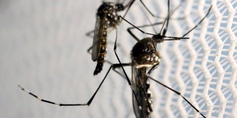 Estudo mostra como mosquitos sobrevivem após serem infetados com os vírus que transmitem