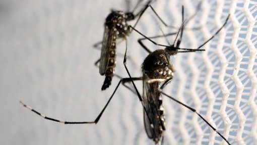 Estudo mostra como mosquitos sobrevivem após serem infetados com os vírus que transmitem