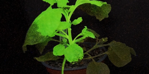 Desenvolvidas plantas que brilham e mudam de cor quando infetadas por vírus