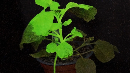 Desenvolvidas plantas que brilham e mudam de cor quando infetadas por vírus