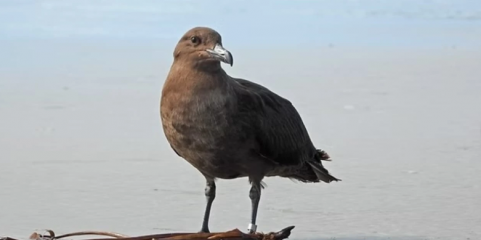 Austrália deteta primeiro caso de gripe das aves H5, que chega a todos os continentes