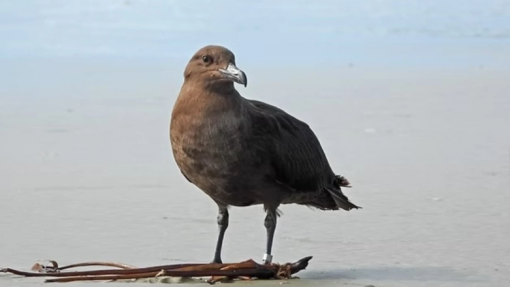 Austrália deteta primeiro caso de gripe das aves H5, que chega a todos os continentes