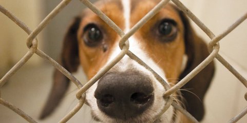 Mega operação resgata mais de 300 cães em Amarante