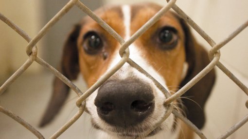 Mega operação resgata mais de 300 cães em Amarante