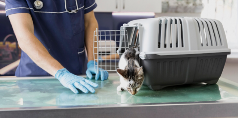 OLEIROS: Campanha de apoio à esterilização de animais de companhia