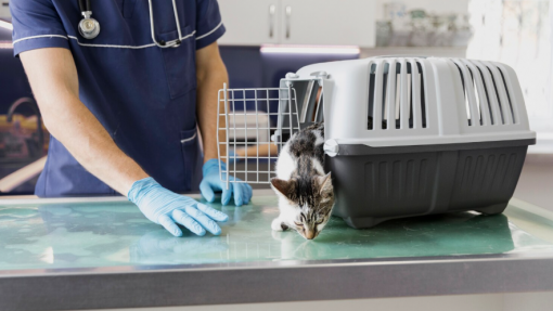 OLEIROS: Campanha de apoio à esterilização de animais de companhia