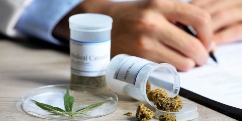 Governo tem "em curso" medidas para evitar uso de canábis medicinal como fachada para tráfico