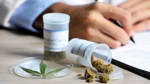Governo tem "em curso" medidas para evitar uso de canábis medicinal como fachada para tráfico