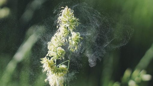 Portugal com níveis elevados de pólen na atmosfera e valores baixos no Algarve e ilhas