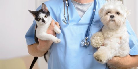 Ordem lança campanha para forçar AR a reduzir IVA nos serviços veterinários