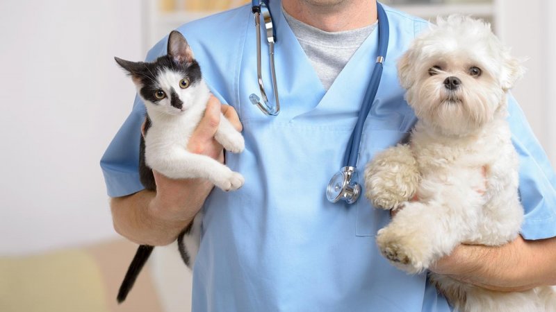 Ordem lança campanha para forçar AR a reduzir IVA nos serviços veterinários