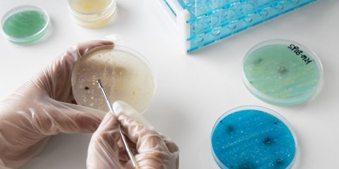 Descoberto novo método de combate a bactérias resistentes a antibióticos