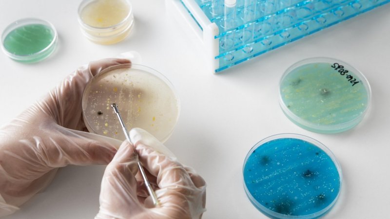 Descoberto novo método de combate a bactérias resistentes a antibióticos